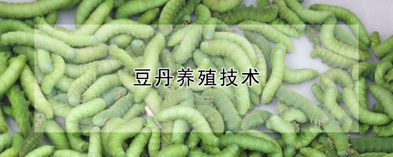 豆丹养殖技术