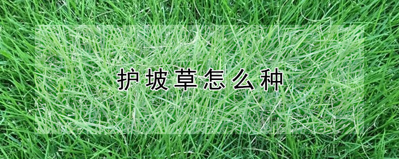 护坡草怎么种