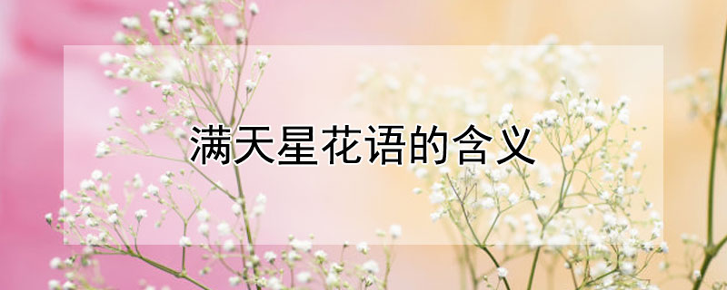 满天星花语的含义