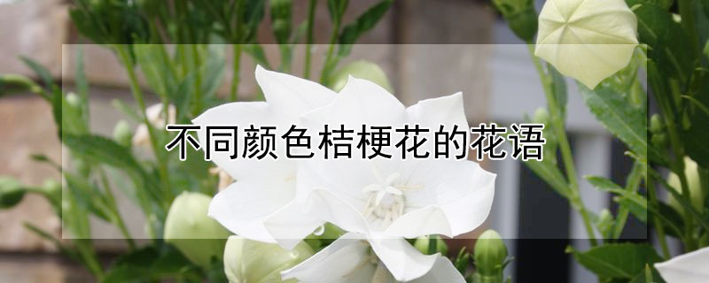 不同颜色桔梗花的花语