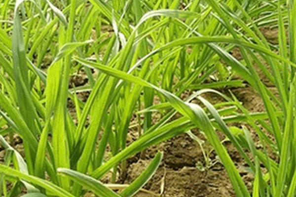 蒜苗的种植方法及时间