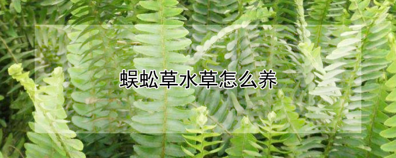 蜈蚣草水草怎么养