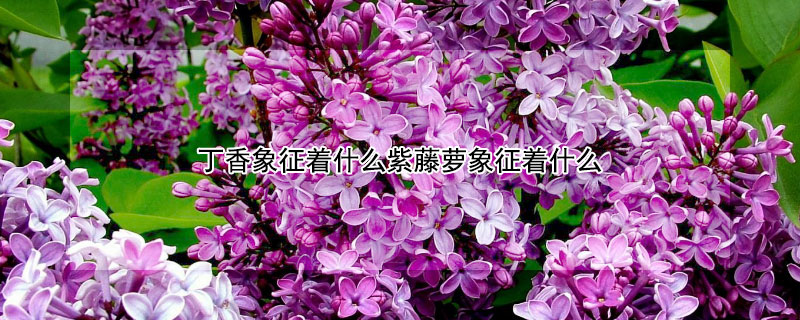 丁香象征着什么紫藤萝象征着什么