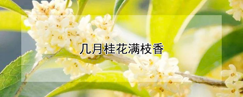 几月桂花满枝香