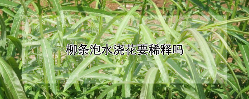 柳条泡水浇花要稀释吗