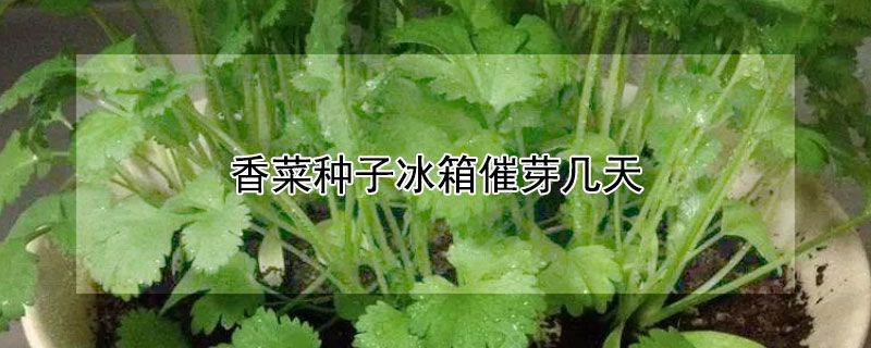 香菜种子冰箱催芽几天