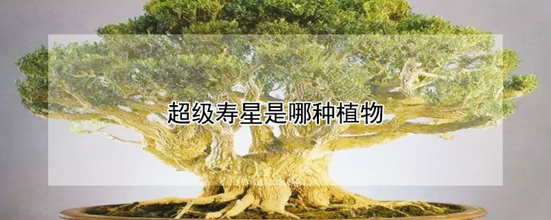 超级寿星是哪种植物