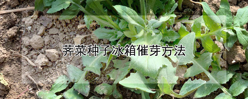 荠菜种子冰箱催芽方法