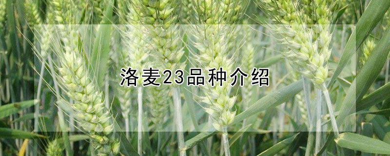 洛麦23品种介绍