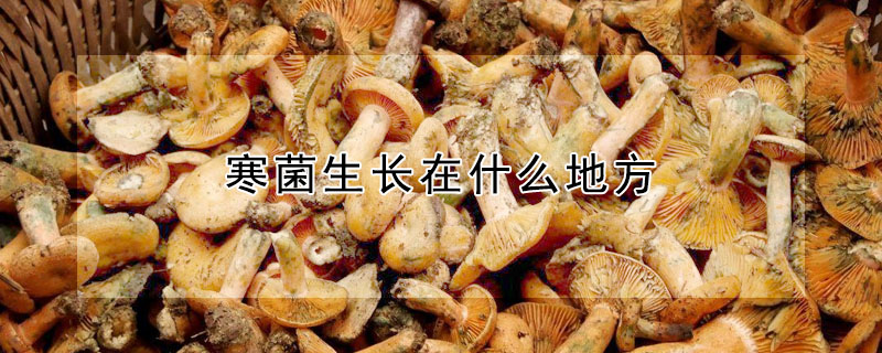 寒菌生长在什么地方