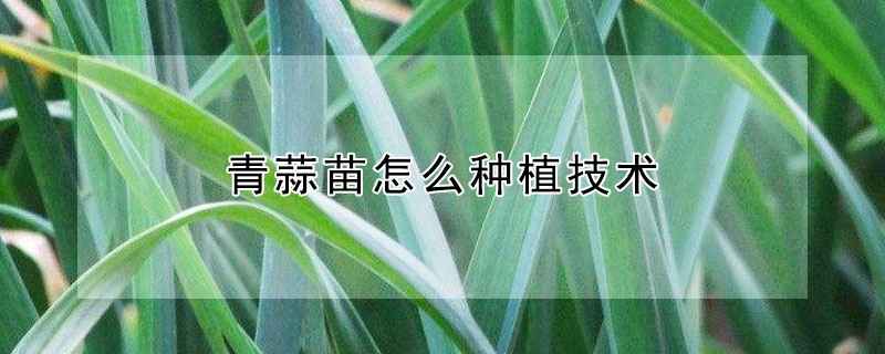 青蒜苗怎么种植技术