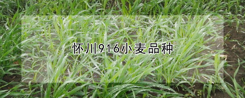 怀川916小麦品种 —【发财农业网】