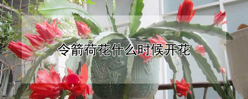 令箭荷花什么时候开花