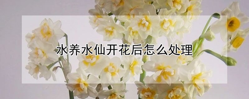 水养水仙开花后怎么处理