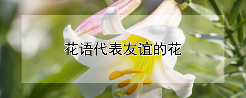 花语代表友谊的花