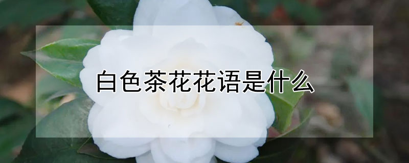 白色茶花花语是什么