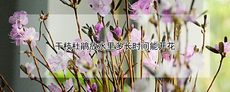 干枝杜鹃放水里多长时间能开花