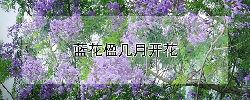 蓝花楹几月开花