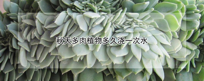 秋天多肉植物多久浇一次水