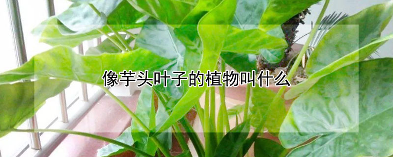 像芋头叶子的植物叫什么