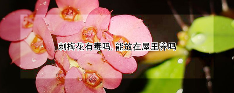 刺梅花有毒吗,能放在屋里养吗