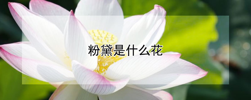 粉黛是什么花