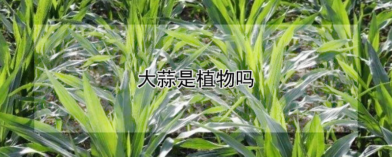 大蒜是植物吗