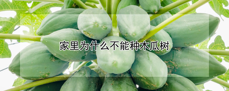 家里为什么不能种木瓜树