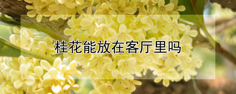 桂花能放在客厅里吗