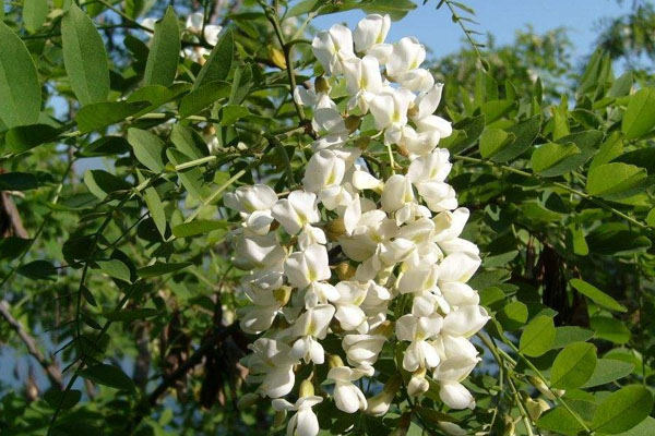 槐花几时开