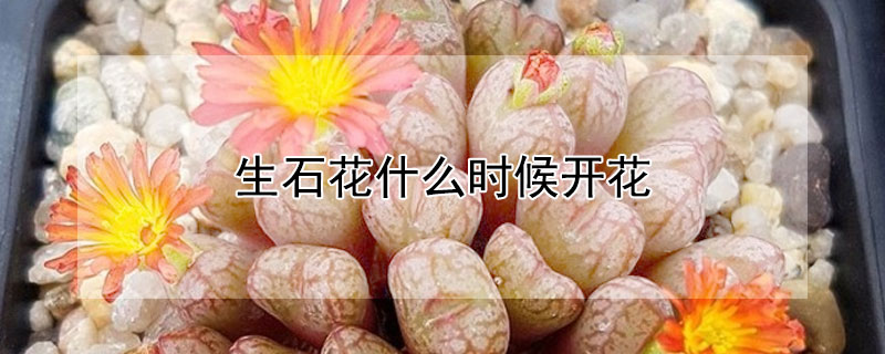 生石花什么时候开花