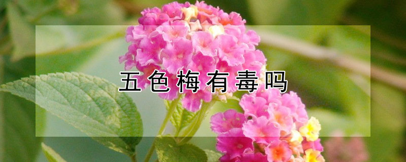 五色梅有毒吗