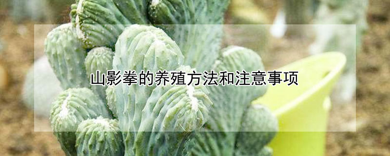 山影拳的养殖方法和注意事项