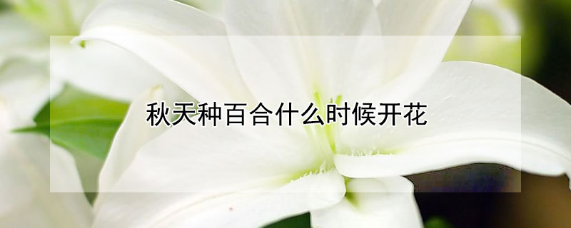 秋天种百合什么时候开花