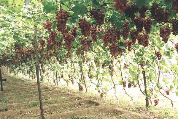 葡萄种植技术与管理