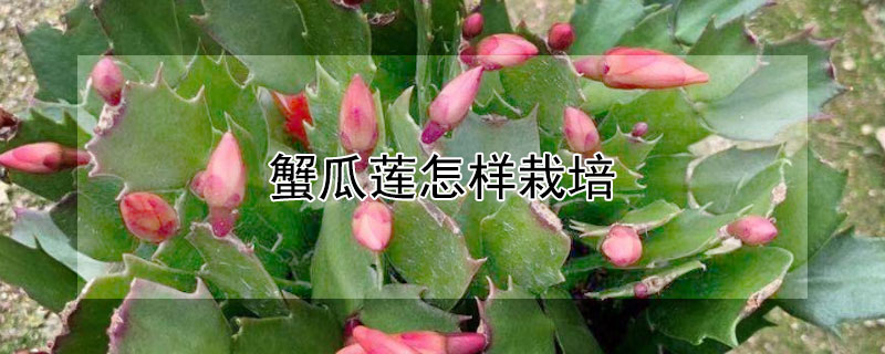 蟹瓜莲怎样栽培