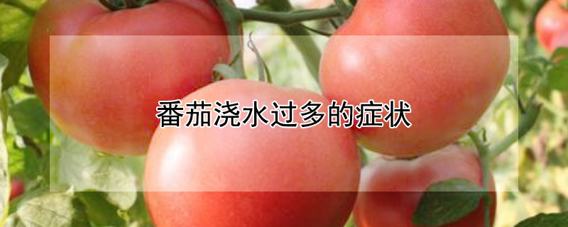 番茄浇水过多的症状 —【发财农业网】