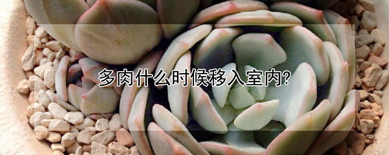 多肉什么时候移入室内?