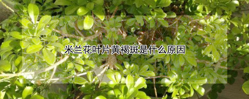 米兰花叶片黄褐斑是什么原因