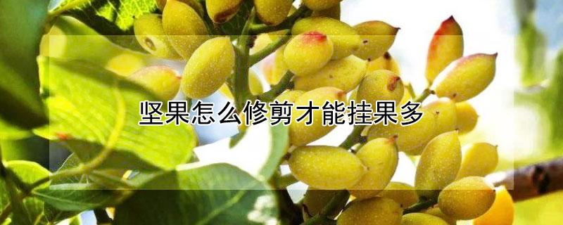 坚果怎么修剪才能挂果多