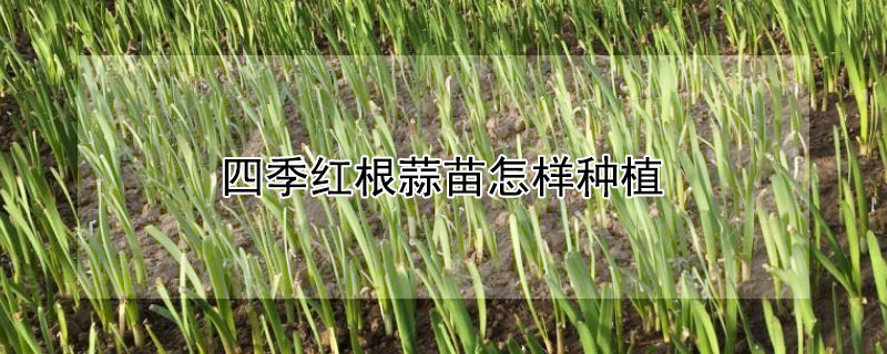 四季红根蒜苗怎样种植