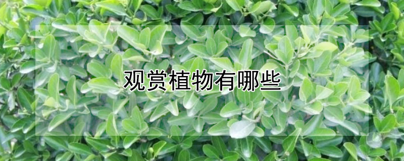 观赏植物有哪些