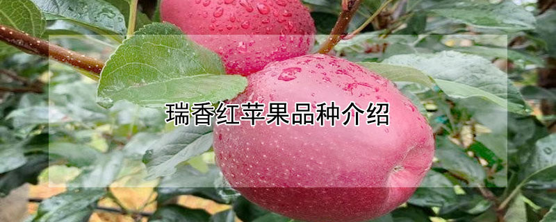 瑞香红苹果品种介绍