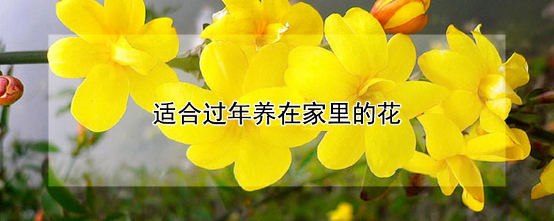 适合过年养在家里的花