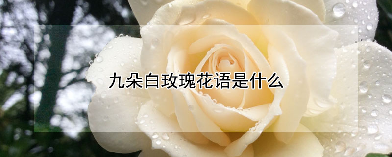 九朵白玫瑰花语是什么