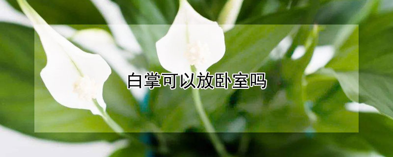 白掌可以放卧室吗