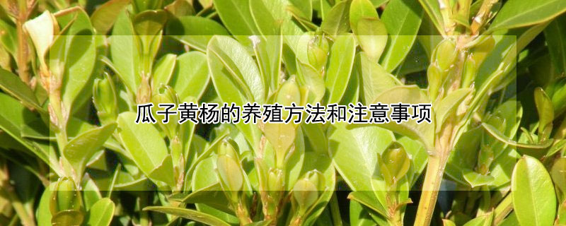 瓜子黄杨的养殖方法和注意事项