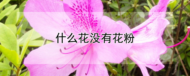 什么花没有花粉
