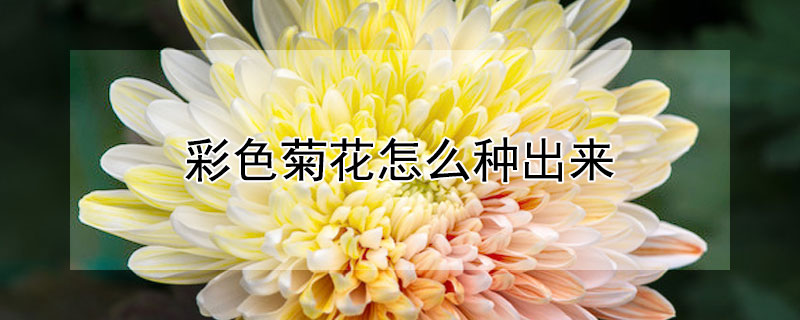 彩色菊花怎么种出来