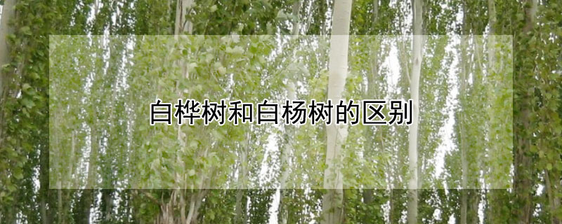 白桦树和白杨树的区别